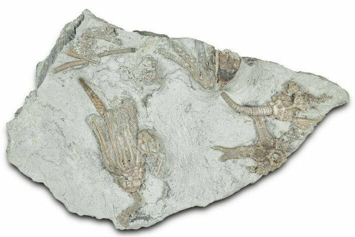 Fossil Crinoid Plate (Four Species) - Indiana #326045